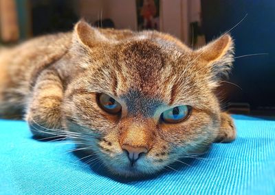 Angry cat close-up