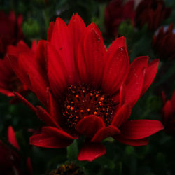 Close-up of red flower blooming outdoors