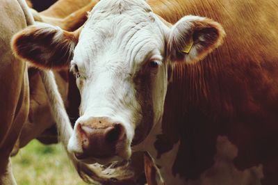 Close-up of cow