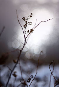 Close-up of plant against blurred background