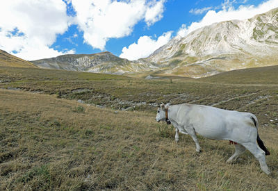 Big fat white cow grazing on high mountain meadows in summer