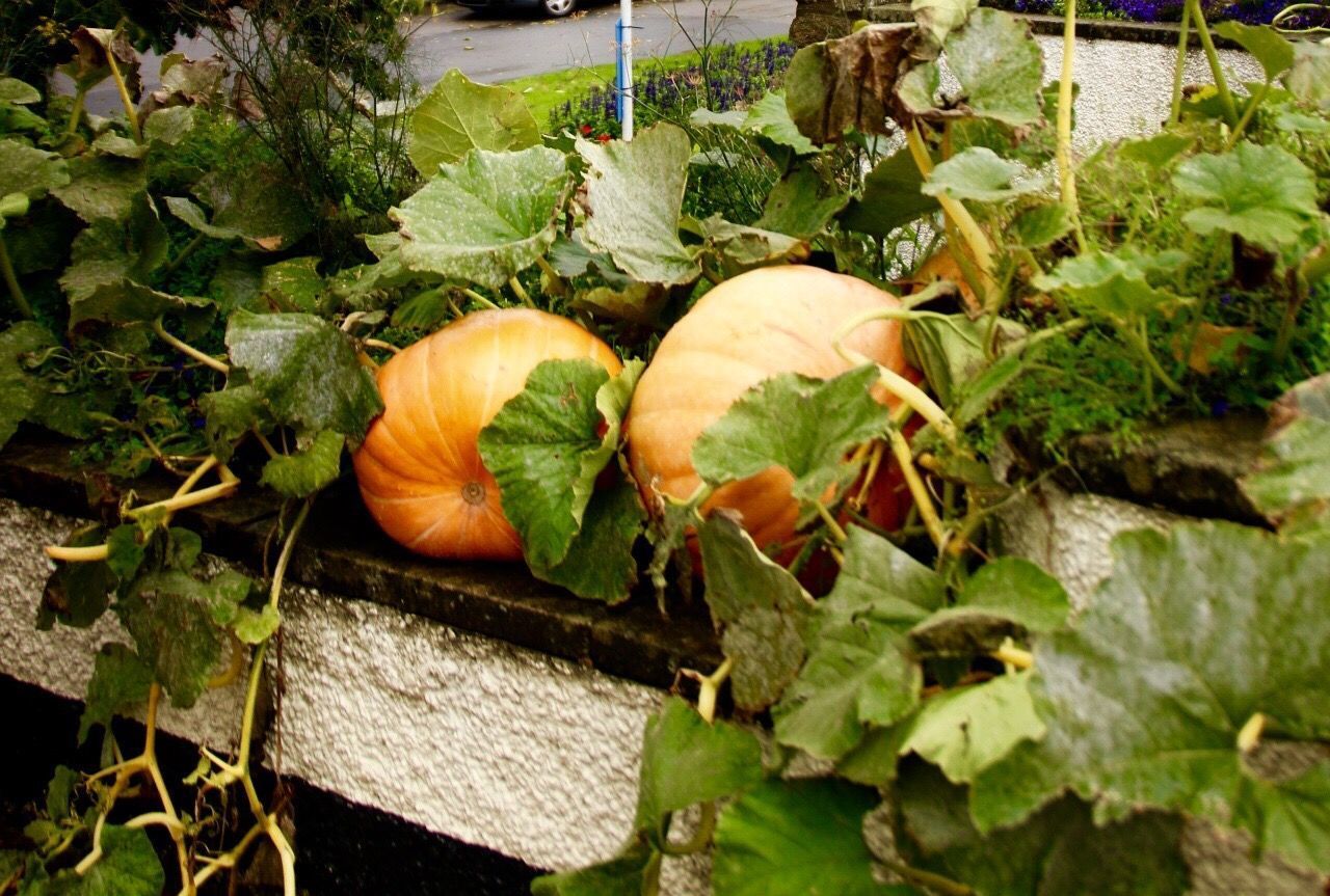 CLOSE-UP OF PUMPKIN AND PLANTS