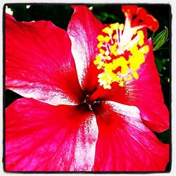 Close-up of red flower