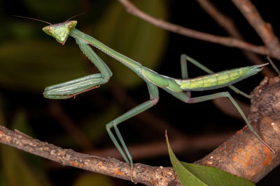 Close-up of insect on leaf