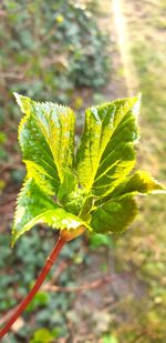 Close-up of green leaves on field