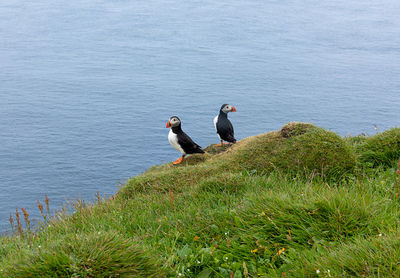 Puffins, faroe islands