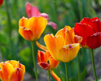 Close-up of orange tulips