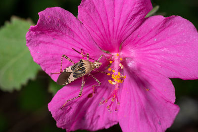 Close-up of butterfly pollinating on pink flower