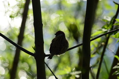 Close-up of bird perching on branch