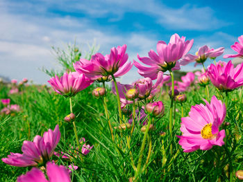 Close-up of pink flowering plants on field