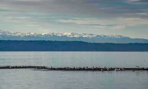 Birds and the olympic mountains.