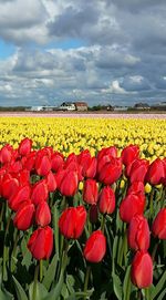 Red tulips blooming on field against sky