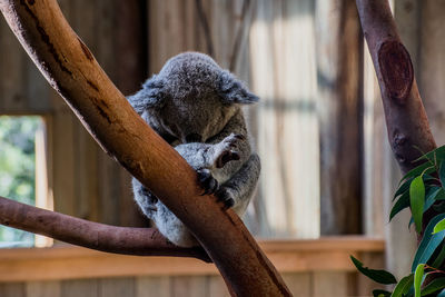 Close-up of a koala on tree