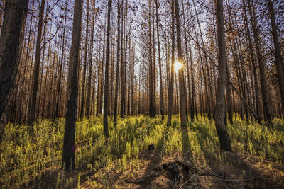 Trees in forest against sky