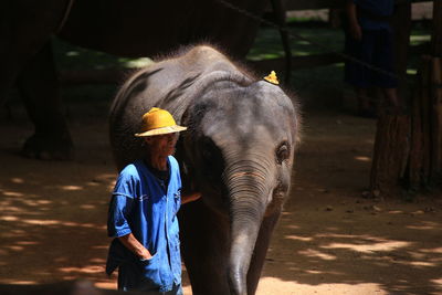 Mid adult man standing by elephant on field