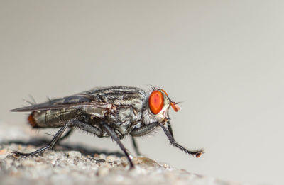 Close-up of fly on white background