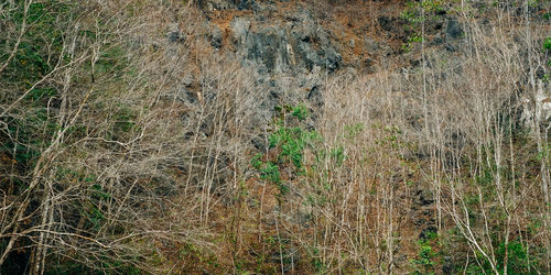 Plants growing on land