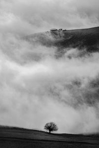 Tree on land against mountain and sky