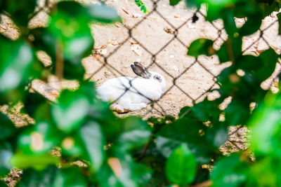 High angle view of white flowers