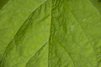 Full frame shot of green leaves