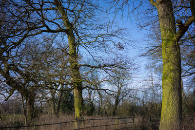 Trees on field against sky