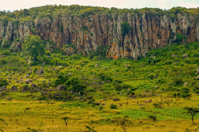 Scenic view of landscape