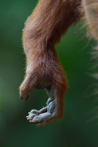 Close-up of monkey