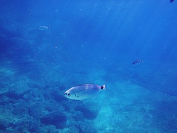 Fish swimming in sea