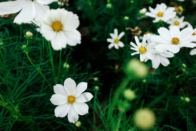 Close-up of white flowers blooming outdoors