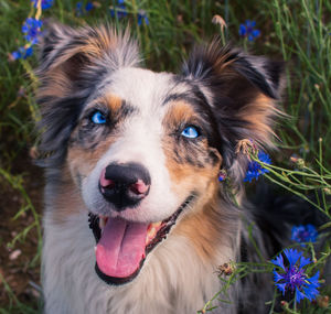 Close-up portrait of dog on field