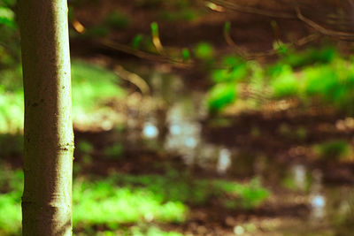 Close-up of bamboo trees in the forest