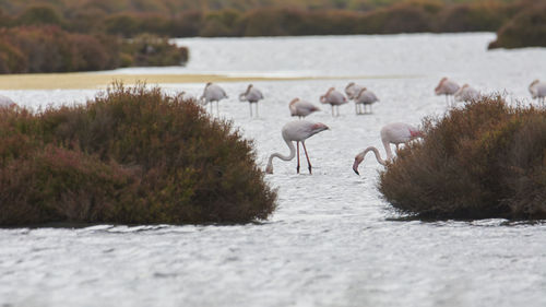 Pink flamingo in lake, migratory birds resting