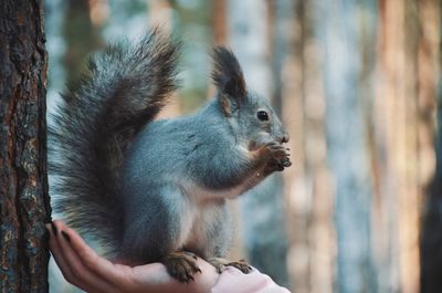 Close-up of squirrel on tree trunk