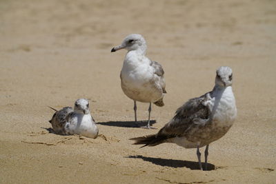 High angle view of seagulls on beach