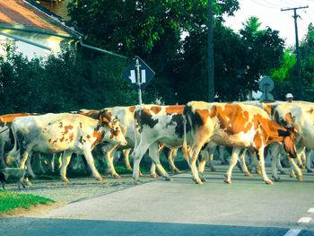 Cows on ground