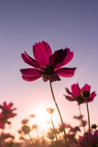 Close-up of pink flower