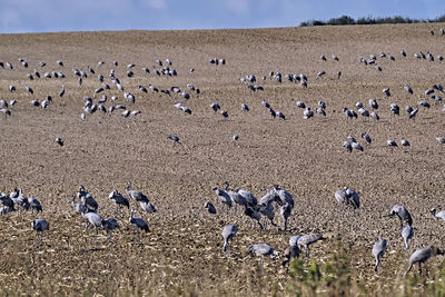 Flock of birds in the field