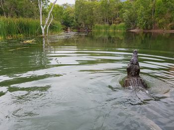 Duck swimming in lake