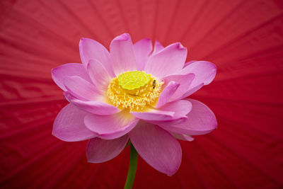 Close-up of pink daisy flower
