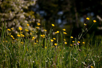 Close-up of yellow flowering plants on field