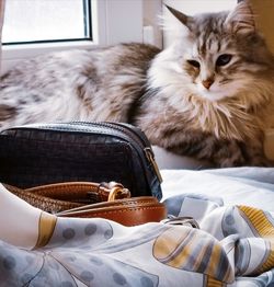 Cat lying down on bed at home