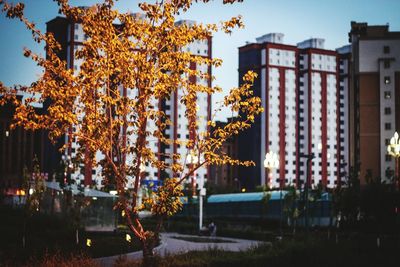 Close-up of flower tree against building