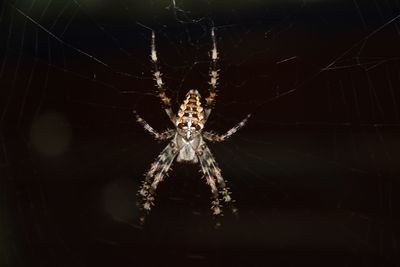 Close-up of spider and web against blurred background