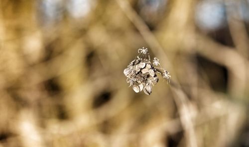 Close-up of wilted plant