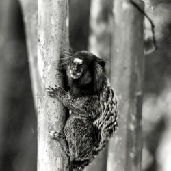 Close-up of monkey on tree trunk