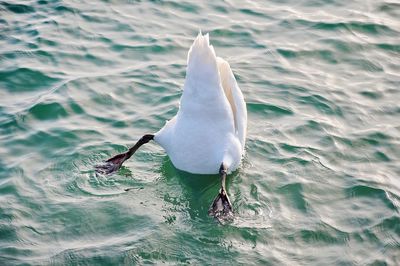 Bird swimming in sea