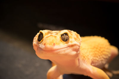 Close-up of leopard gecko