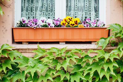 Flowers blooming in backyard