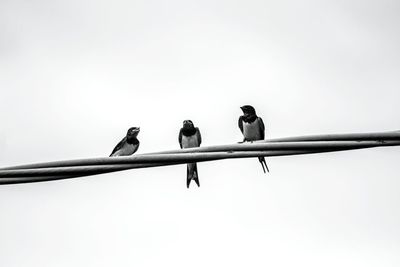 Low angle view of birds perching on cable against sky