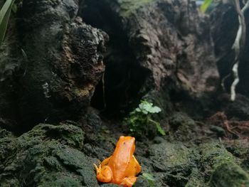 Full length of a pumpkin toadlet